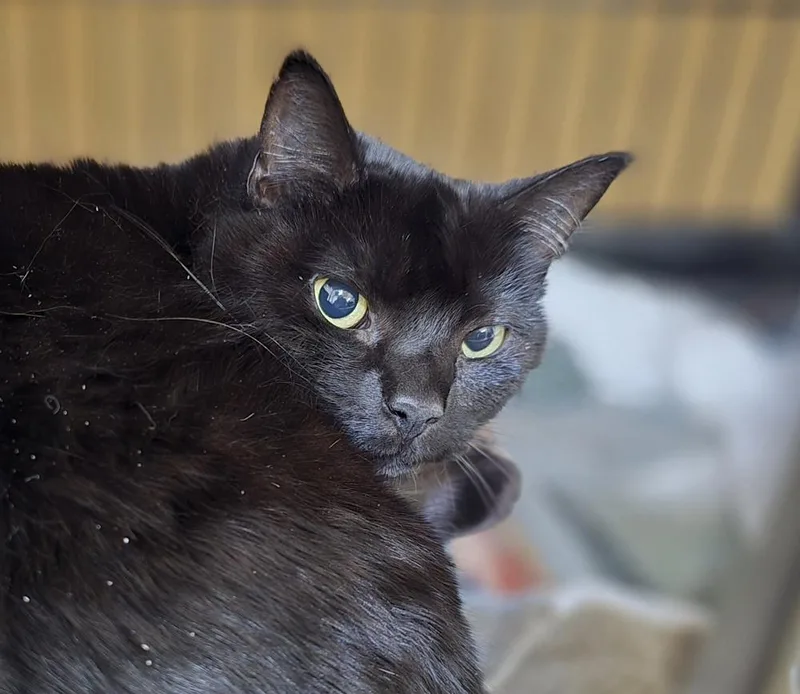 An adult large-sized female Black Domestic Short Hair cat named W Abby for adoption in Southbury, CT