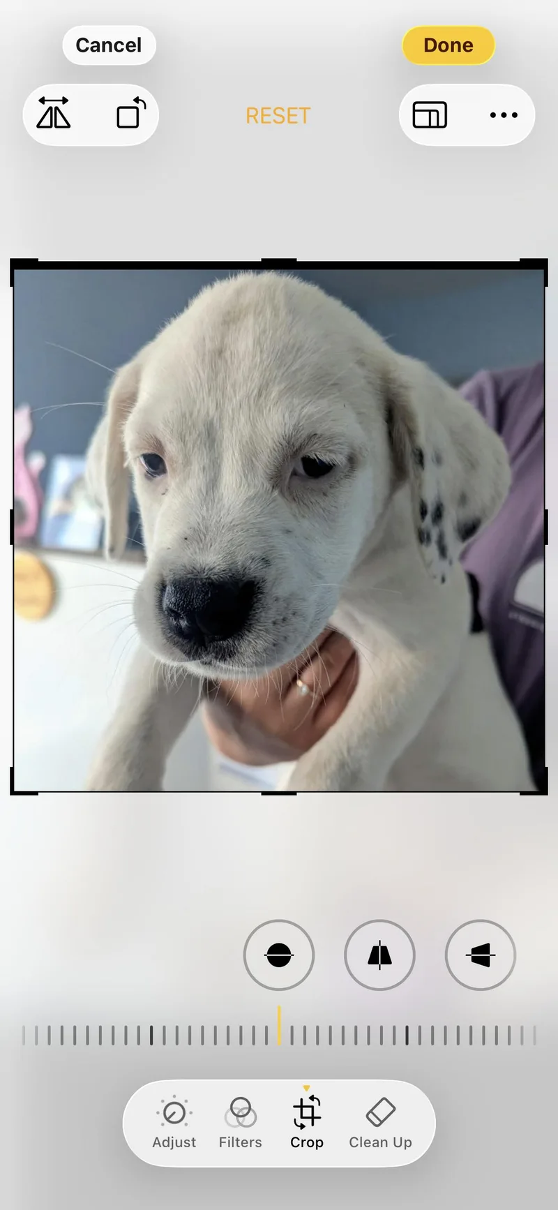 A baby medium-sized male Black Labrador Retriever dog named Storm and Sunshine for adoption in seaside heights, NJ