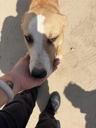 An adult large-sized male Carolina Dog dog named Cole Swindell for adoption in Fresno, CA