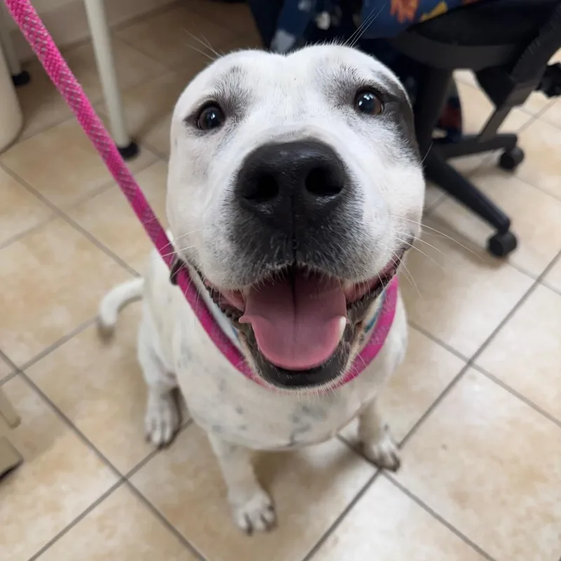 An adult large-sized male White / Cream Pit Bull Terrier dog named Big Boy for adoption in Pekin, IL
