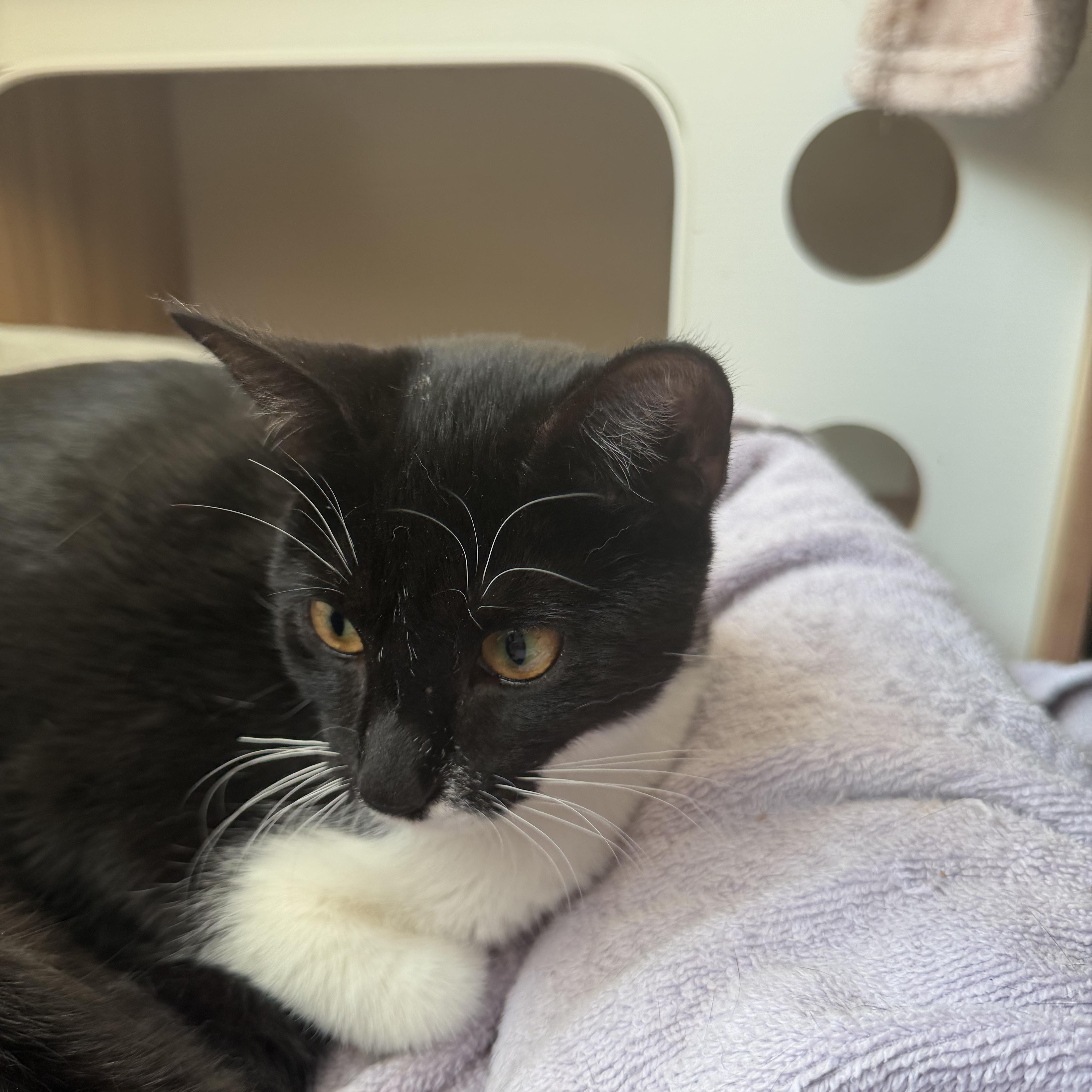A baby small-sized female Domestic Short Hair cat named Peppa for adoption in North Myrtle Beach, SC