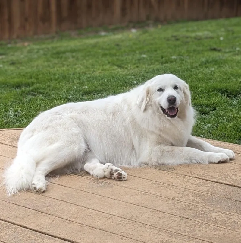 An adult large-sized female White / Cream Great Pyrenees dog named Lumi Bonded With Balou for adoption in Spring, TX