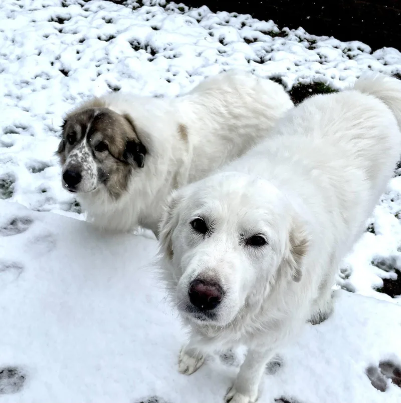 Lumi Bonded With Balou thumbnail 2
