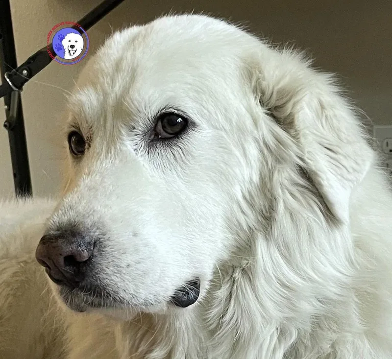 Lumi Bonded With Balou thumbnail 3