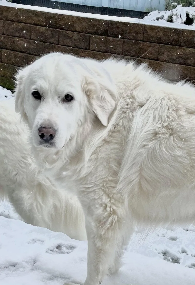 Lumi Bonded With Balou thumbnail 4