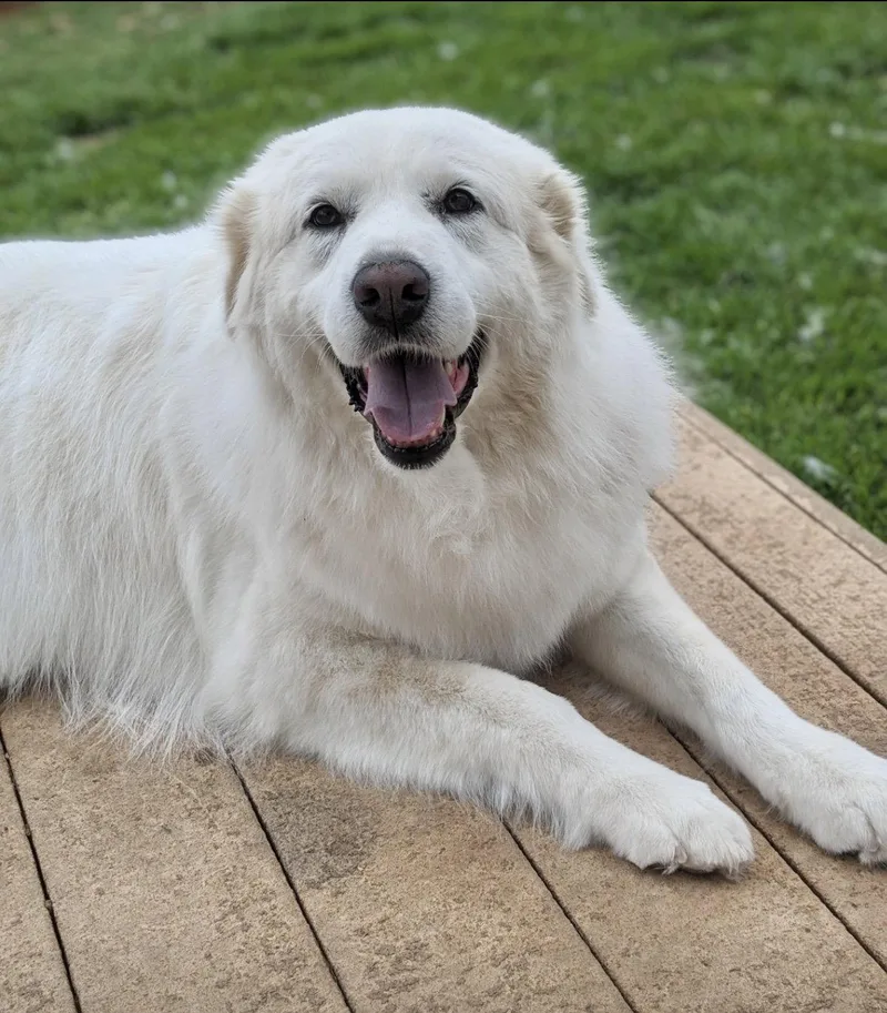 Lumi Bonded With Balou thumbnail 5