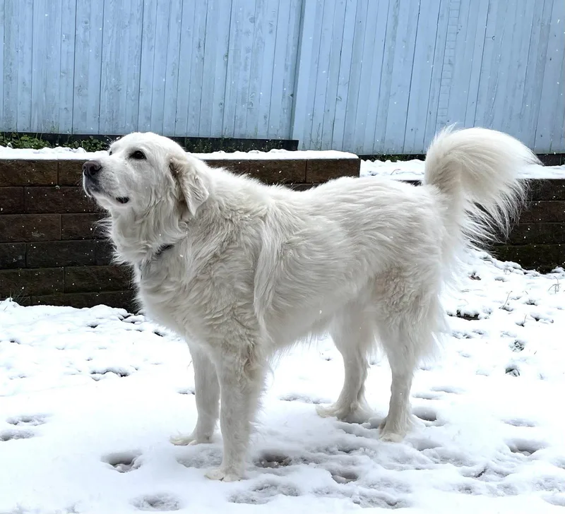 Lumi Bonded With Balou thumbnail 6