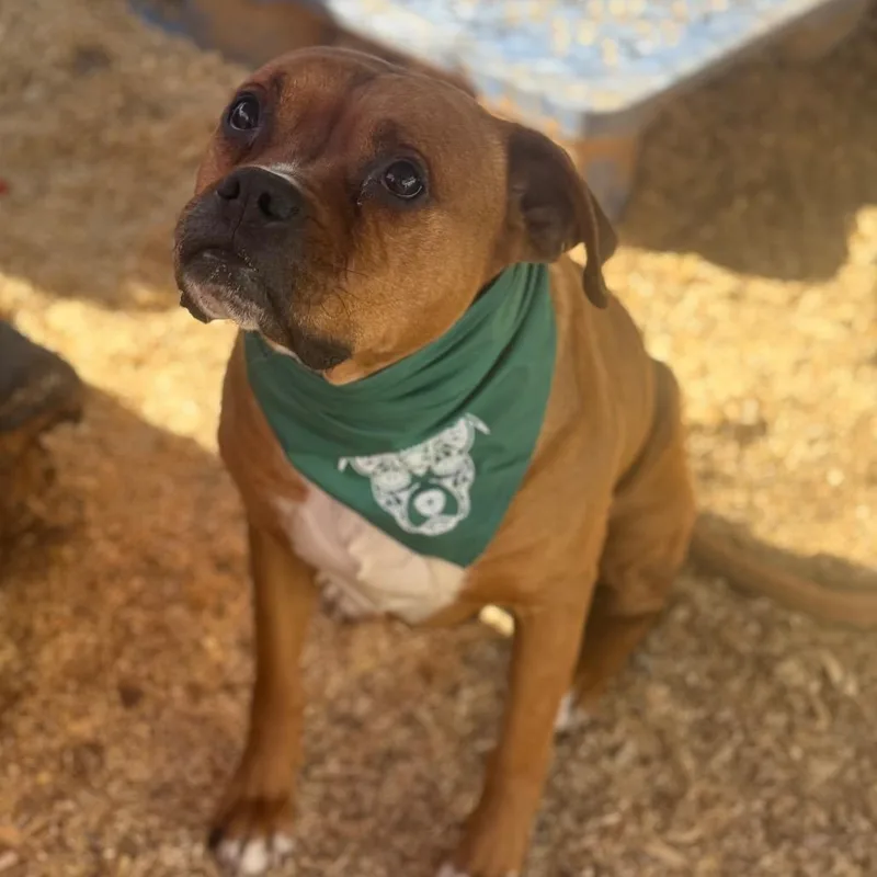 A senior large-sized male Brown / Chocolate Boxer dog named Rusty for adoption in Stephenville, TX