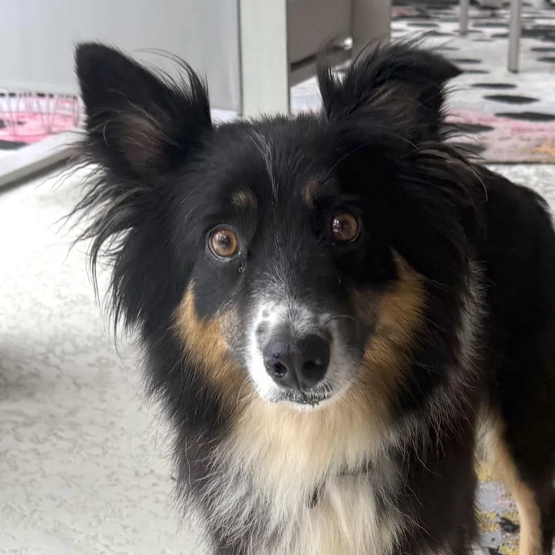 A young medium-sized female Tricolor (Brown, Black, & White) Australian Shepherd dog named Oakley for adoption in Brooklyn, NY
