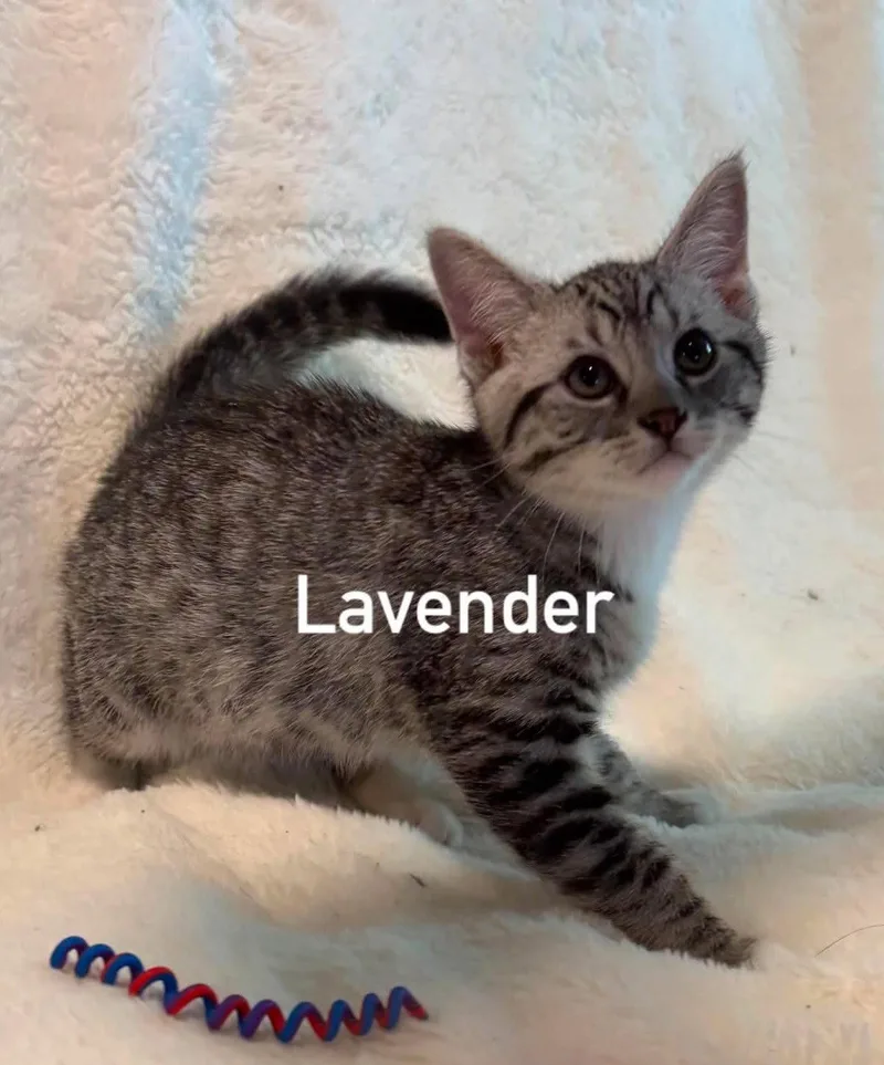 A baby medium-sized female Tabby cat named Lavendar for adoption in Morehead, KY