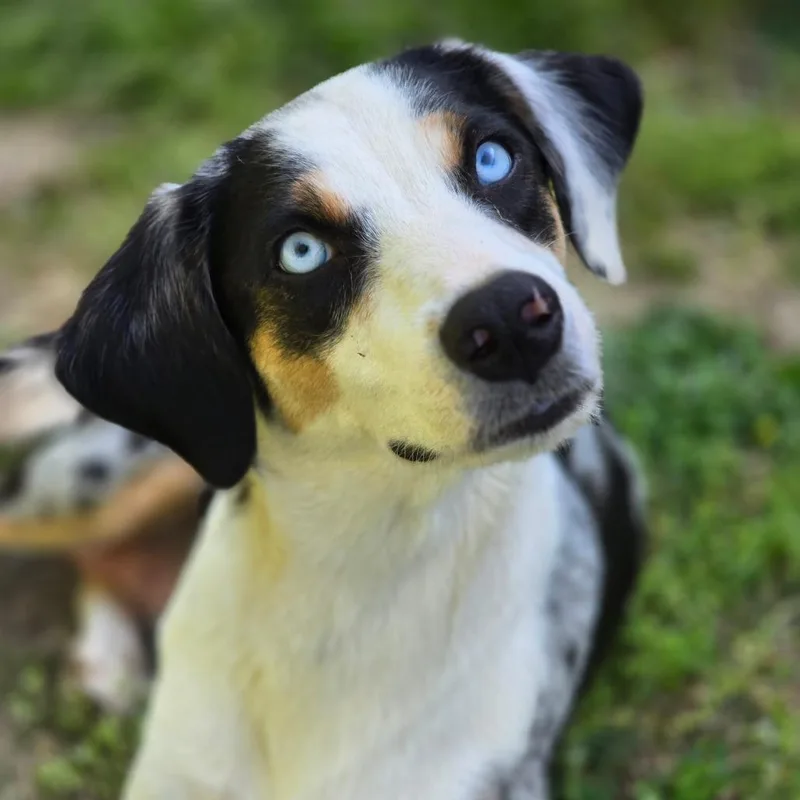 An adult medium-sized female Australian Shepherd dog named Novasure for adoption in Alexandria, VA