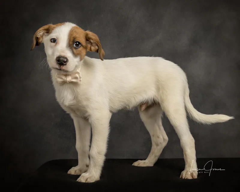 A baby medium-sized male Mixed Breed dog named Beckett for adoption in Cullman, AL
