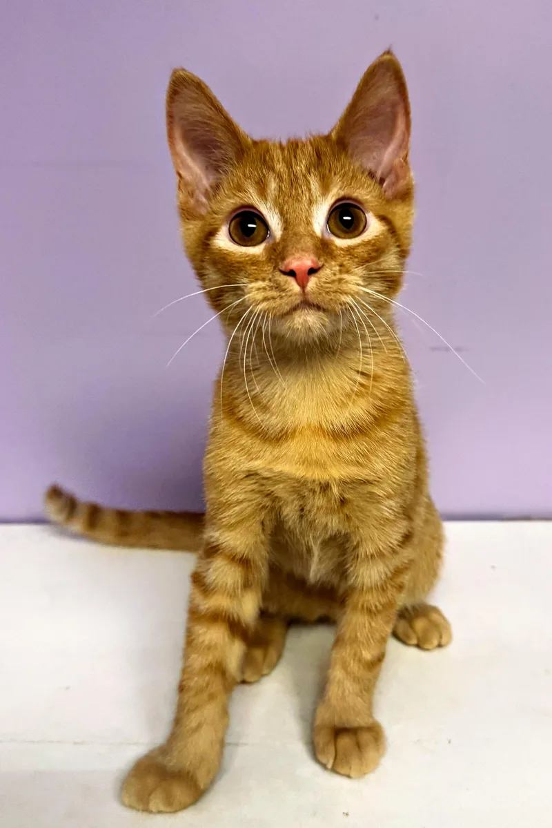 A baby medium-sized male Tabby (Orange / Red) Domestic Short Hair cat named Samosa for adoption in Pittsburgh, PA