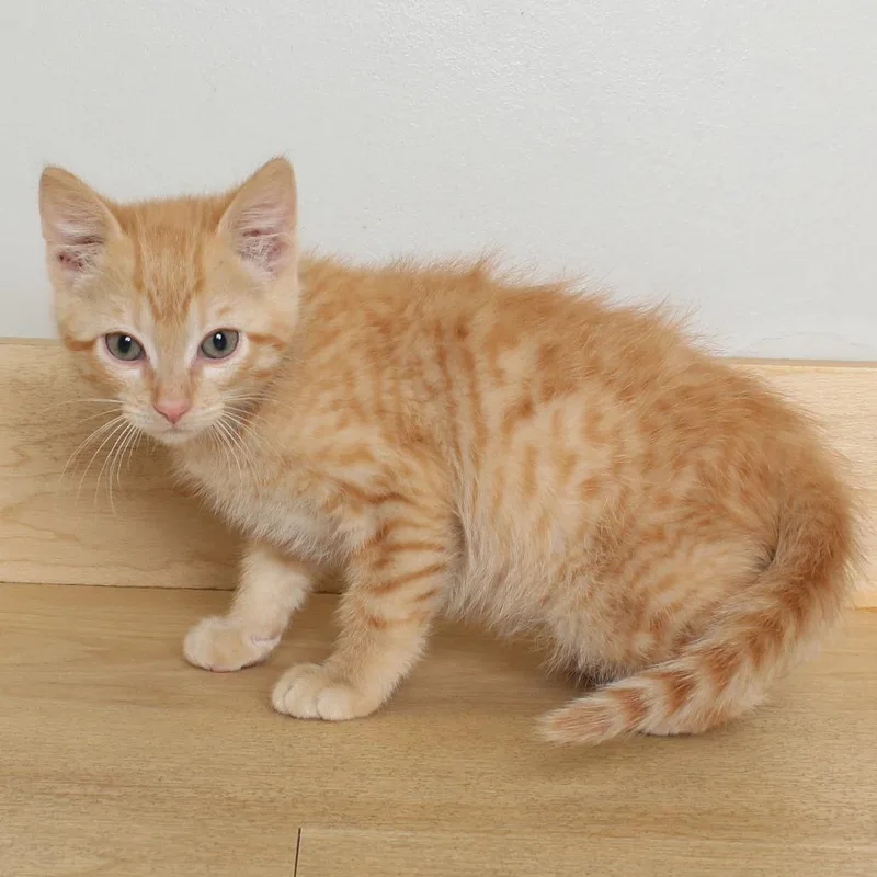 A baby small-sized male Orange / Red Domestic Short Hair cat named Bee C for adoption in Minnetonka, MN