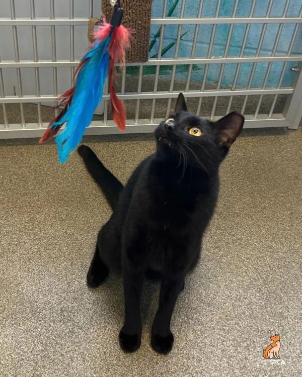 An adult medium-sized male Domestic Short Hair cat named Wyatt for adoption in Roanoke, VA