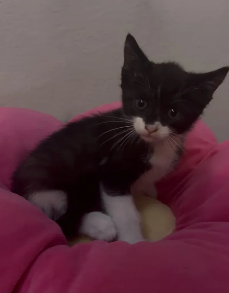 A baby medium-sized male Black & White / Tuxedo Domestic Short Hair cat named Tipsi for adoption in Escondido, CA