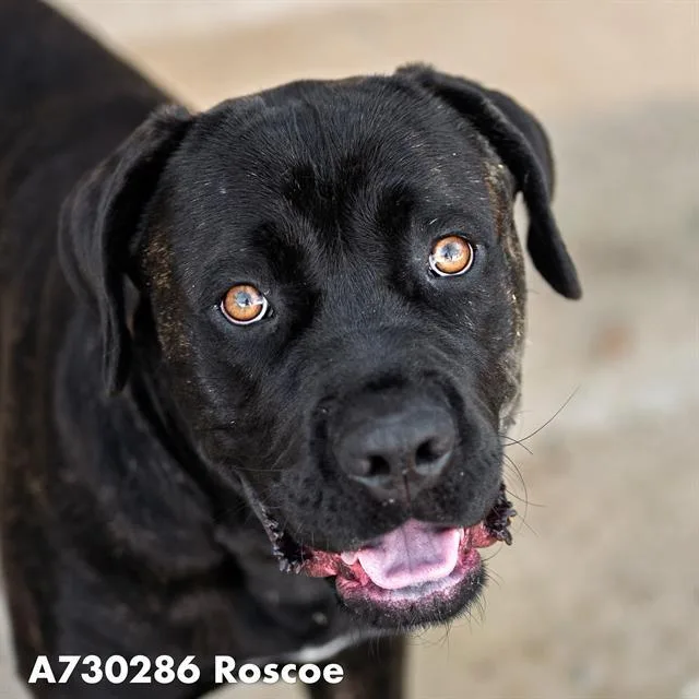 An adult extra large-sized male Cane Corso dog named James for adoption in Sacramento, CA