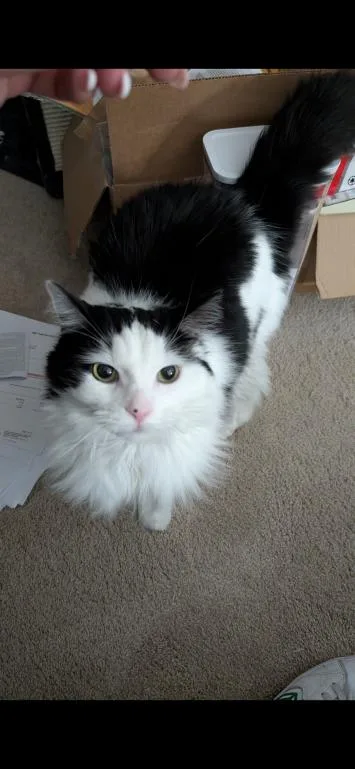 Munchkin thumbnail 3