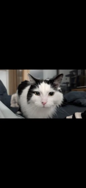 Munchkin thumbnail 4