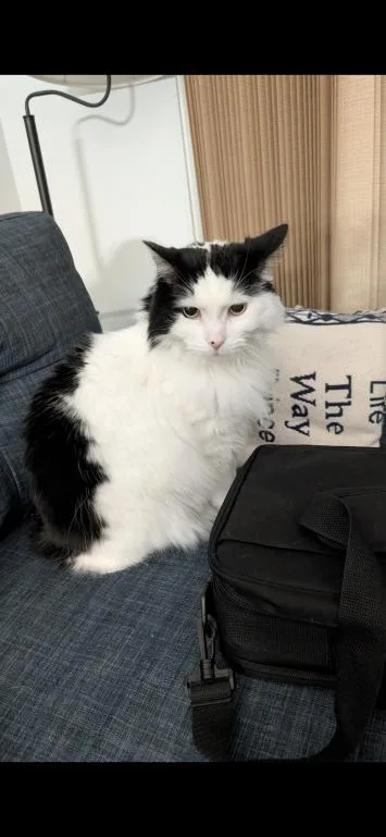 Munchkin thumbnail 6