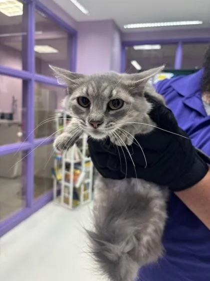 An adult large-sized female Gray / Blue / Silver Domestic Medium Hair cat named Karma for adoption in El Paso, TX