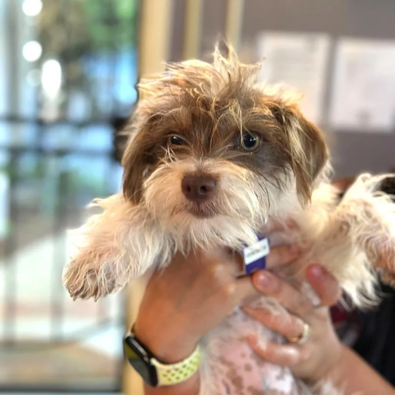 A young small-sized female White / Cream Mixed Breed dog named Veronica for adoption in San Francisco, CA