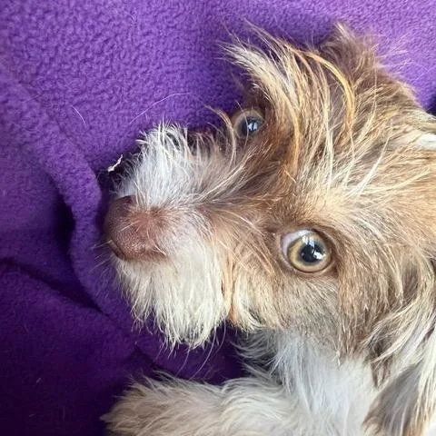 Veronica thumbnail 2