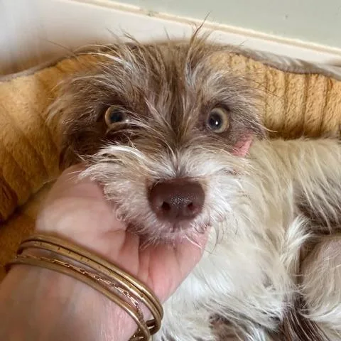 Veronica thumbnail 3