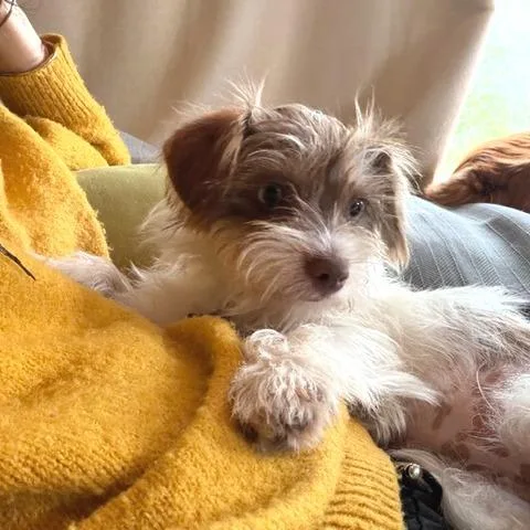 Veronica thumbnail 4