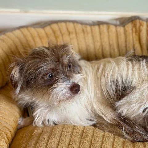 Veronica thumbnail 5