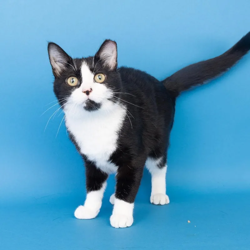 A young small-sized female Black Domestic Short Hair cat named Scorcher for adoption in Franklin, TN