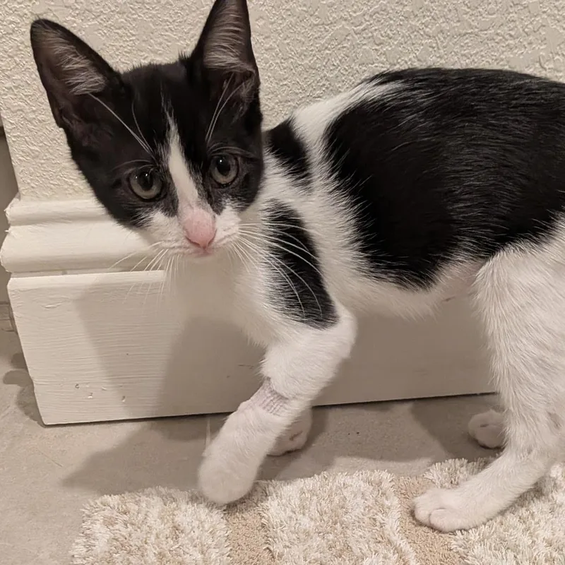A baby small-sized female Domestic Short Hair cat named Purrelli for adoption in Antioch, CA