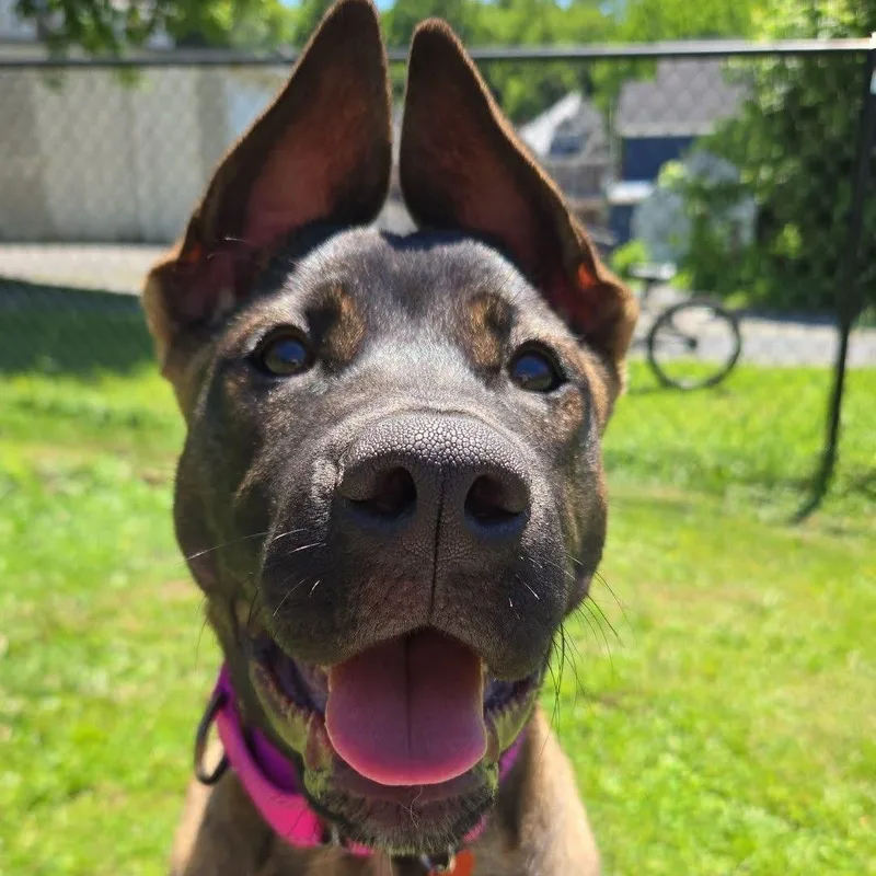 A baby large-sized male Black Akita dog named Possum for adoption in Houston, TX