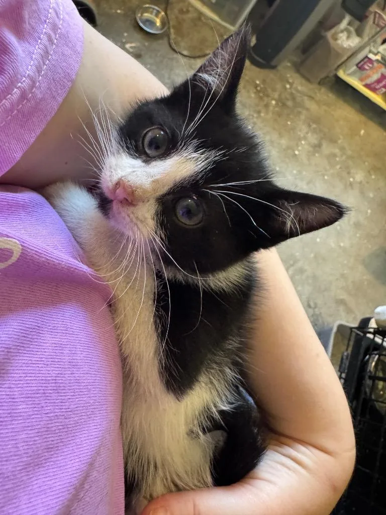 A baby medium-sized male Domestic Short Hair cat named Jedidiah for adoption in Windsor, CT