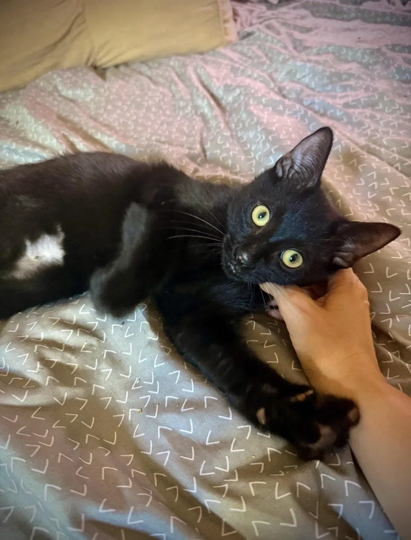 A baby medium-sized male Black Domestic Short Hair cat named Peanut Butter for adoption in Brooklyn, NY