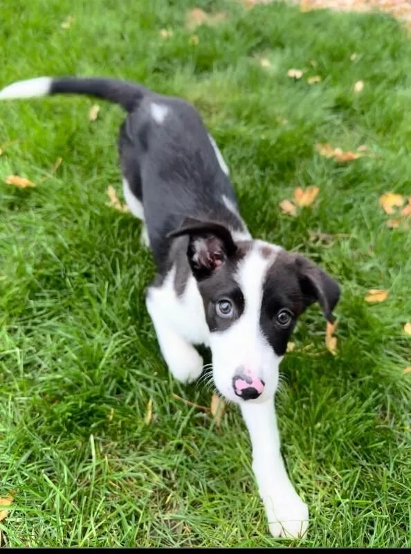 A baby medium-sized female Black Australian Shepherd dog named Salem for adoption in Boulder, CO