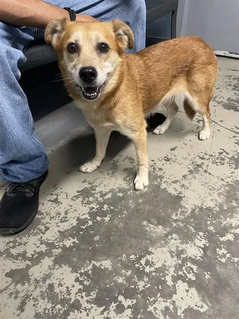 An adult medium-sized female Chow Chow dog named Asiago for adoption in Tallahassee, FL