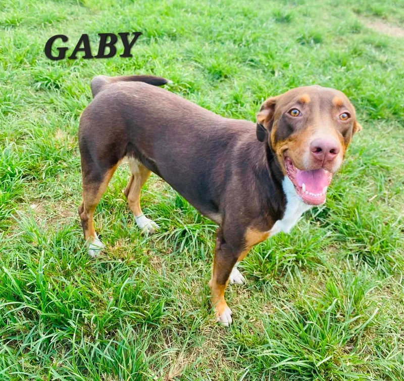 An adult medium-sized female Labrador Retriever dog named Gaby for adoption in Villalba, PR