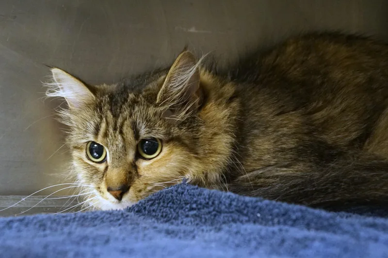An adult medium-sized female Torbie Domestic Medium Hair cat named Nebula for adoption in New Milford, CT