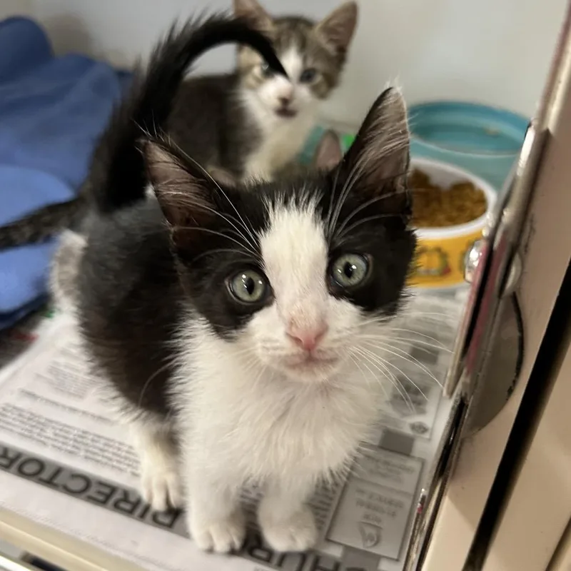 A baby small-sized female Black Domestic Short Hair cat named Mittens for adoption in Newport, NC