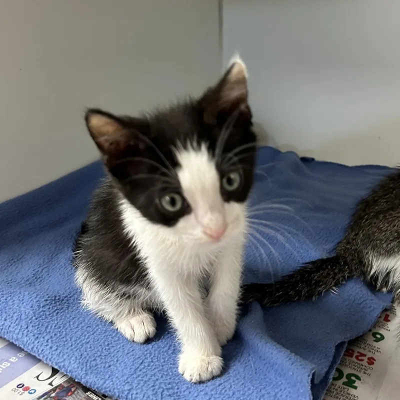 Mittens thumbnail 2