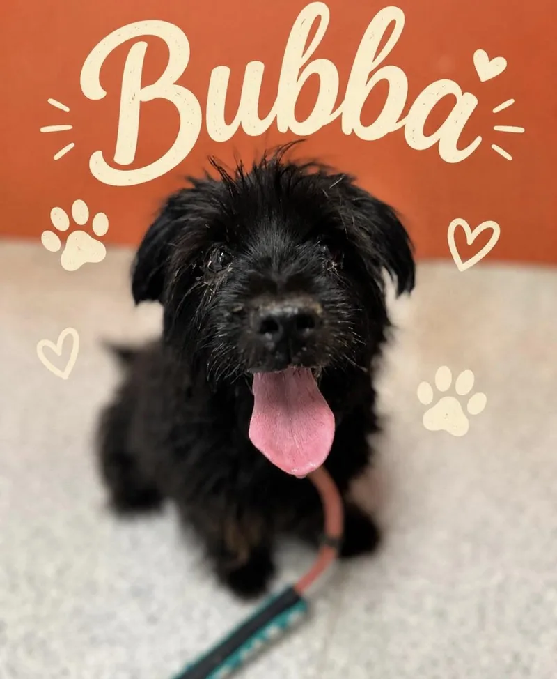 Bubba