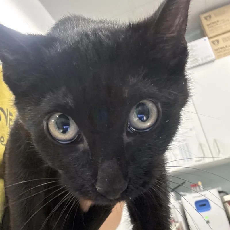 A baby small-sized female Black Domestic Short Hair cat named Plum for adoption in Wheeling, IL
