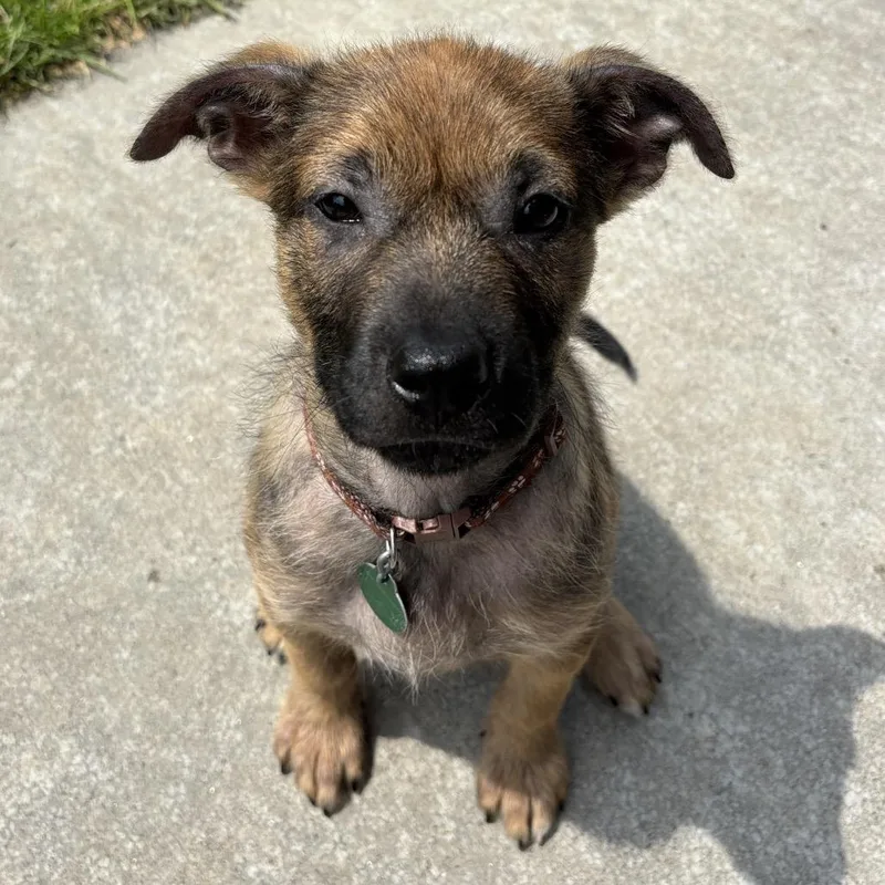 A baby small-sized male Brown / Chocolate Mixed Breed dog named Cannoli for adoption in Buffalo, MN