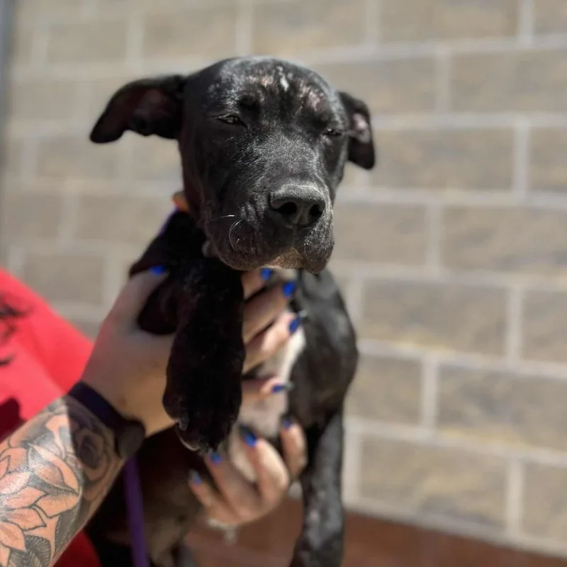 A young medium-sized female Black American Staffordshire Terrier dog named Beauty for adoption in Corpus Christi, TX