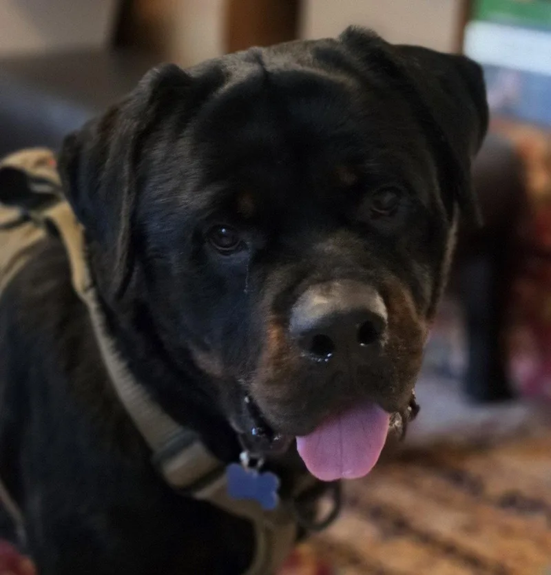 An adult large-sized male Rottweiler dog named Dan for adoption in Hillsboro, NH