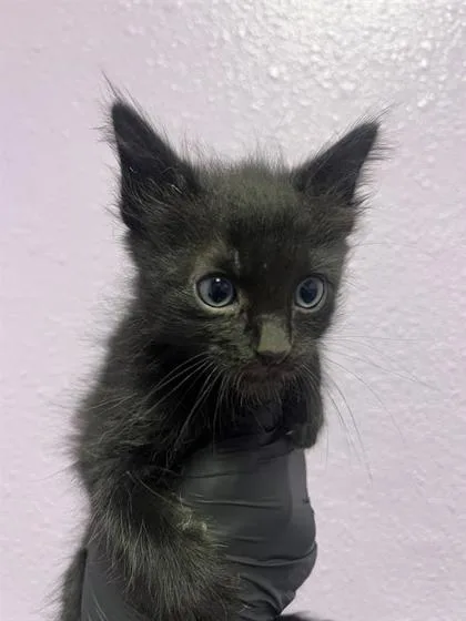 A baby small-sized male Black Domestic Short Hair cat named Jack for adoption in El Paso, TX