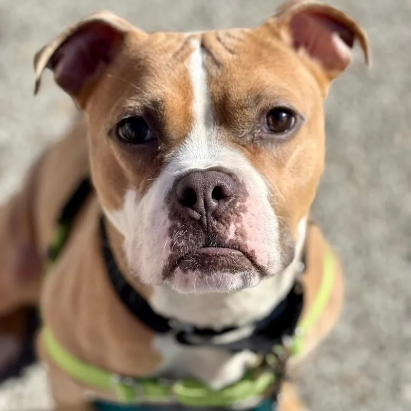 An adult medium-sized female Yellow / Tan / Blond / Fawn Mixed Breed dog named Odessa for adoption in Pittsburgh, PA