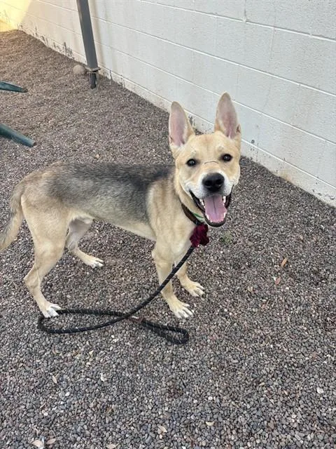 A young large-sized male Siberian Husky dog named Stanley for adoption in Mesa, AZ