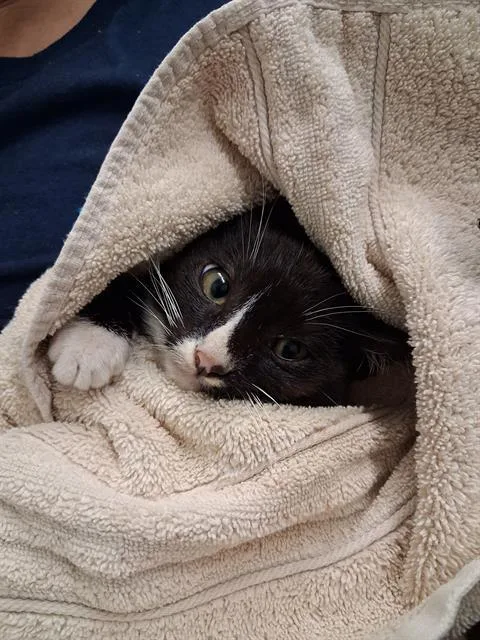 A baby medium-sized male Domestic Short Hair cat named Flynn for adoption in Chula Vista, CA